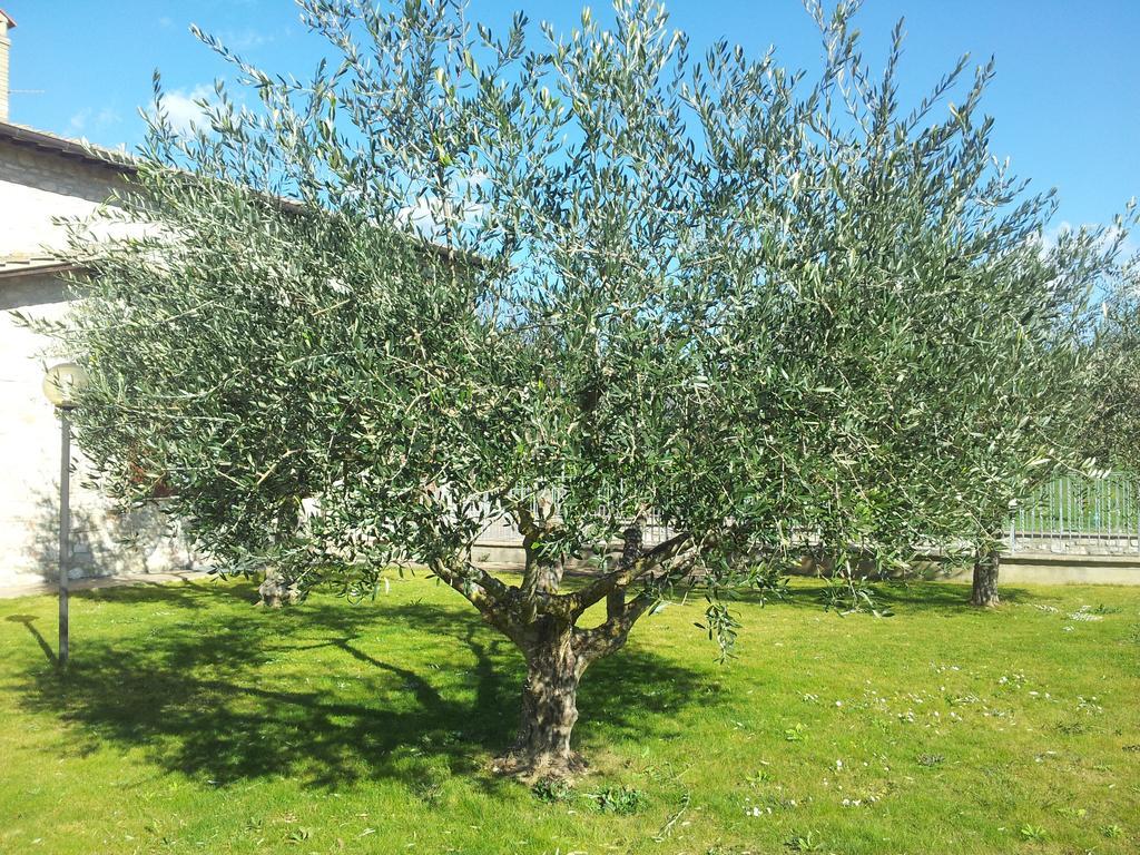 Assisana Affittacamere Santa Maria Degli Angeli  Buitenkant foto